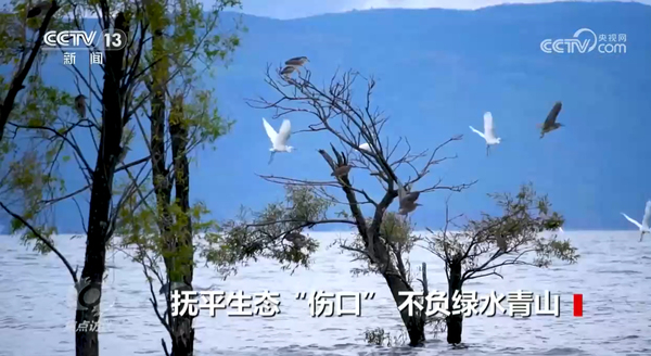 焦點訪談 撫平生態