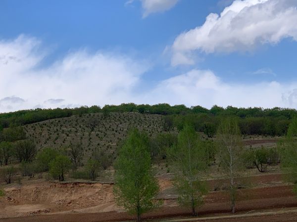 科學植綠護綠，創建綠化先進，助力生態恢復